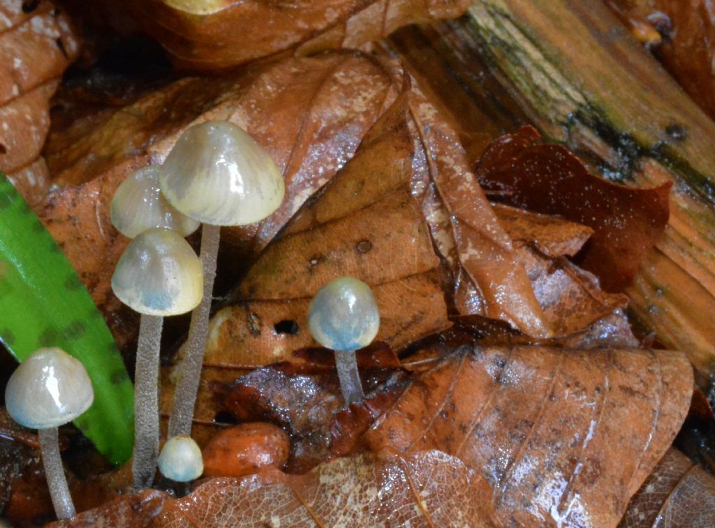 Mycena del 14/05/2018